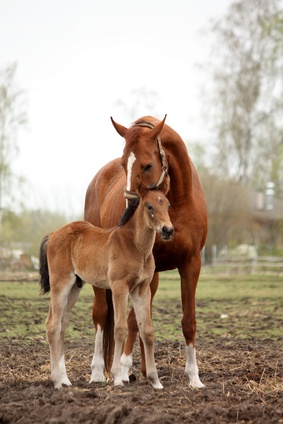 Mare and foal 